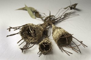 Chrysalis
